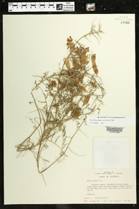 Vicia villosa subsp. varia image