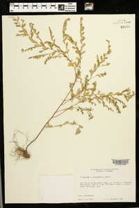 Phyllanthus caroliniensis image