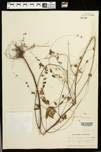 Phyllanthus caroliniensis image