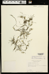 Podostemum ceratophyllum image