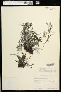 Podostemum ceratophyllum image