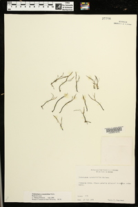 Podostemum ceratophyllum image