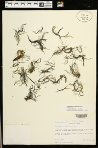 Podostemum ceratophyllum image