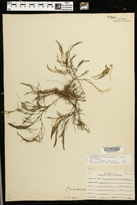 Podostemum ceratophyllum image