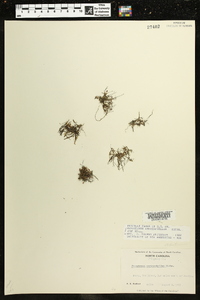 Podostemum ceratophyllum image