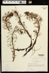 Myriophyllum aquaticum image