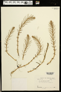 Myriophyllum propinquum image