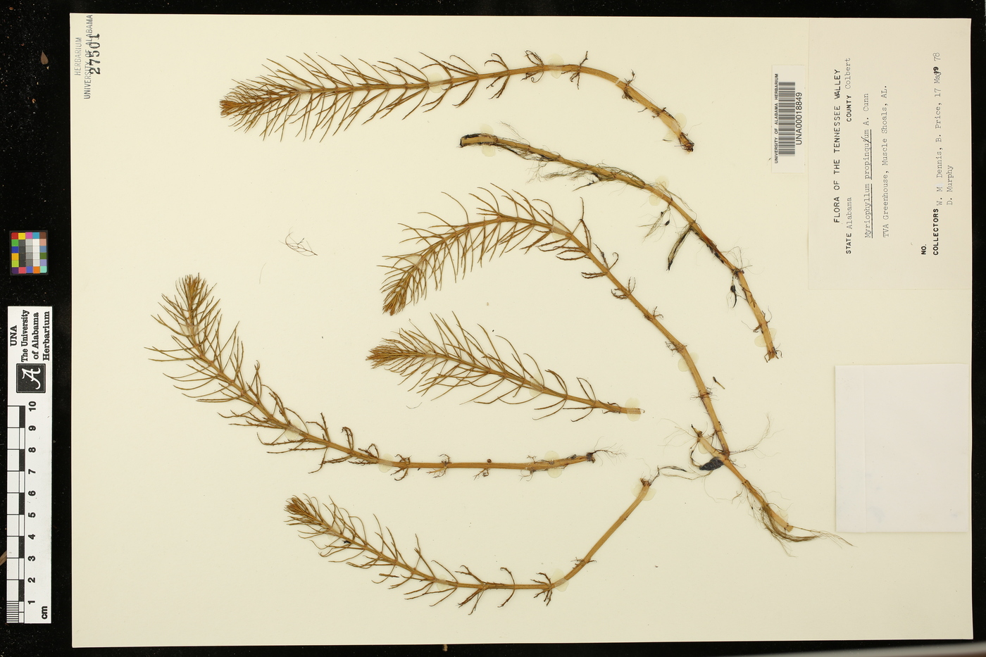 Myriophyllum propinquum image