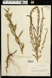 Lythrum lanceolatum image