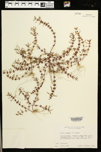 Rotala ramosior image