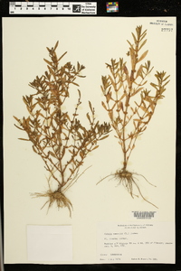 Rotala ramosior image