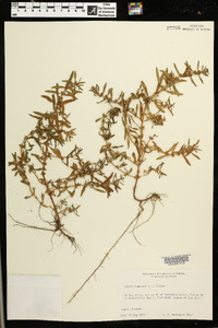 Rotala ramosior image