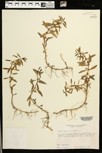 Rotala ramosior image