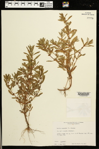 Rotala ramosior image