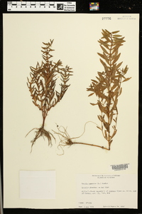 Rotala ramosior image