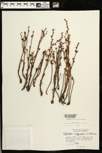 Epifagus virginiana image