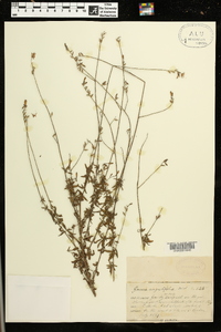 Oenothera simulans image