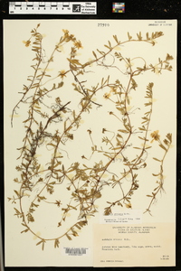 Ludwigia arcuata image