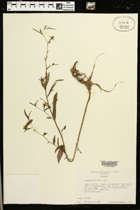 Ludwigia decurrens image