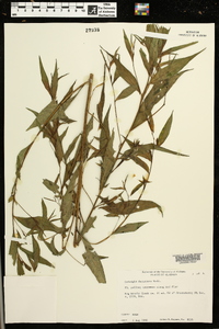 Ludwigia decurrens image