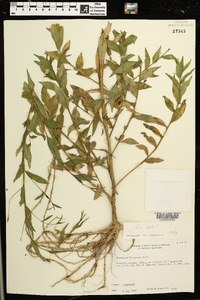 Ludwigia decurrens image