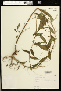 Ludwigia decurrens image