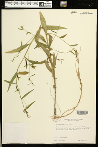 Ludwigia decurrens image