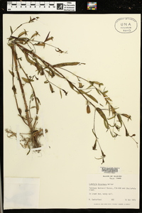 Ludwigia decurrens image