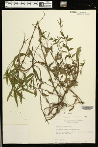 Ludwigia decurrens image