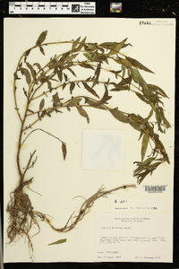 Ludwigia decurrens image