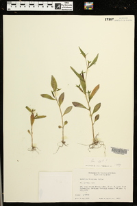 Ludwigia decurrens image