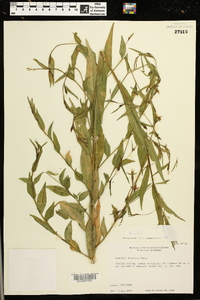 Ludwigia decurrens image