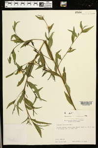 Ludwigia decurrens image