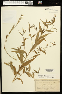 Ludwigia decurrens image