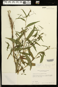 Ludwigia decurrens image