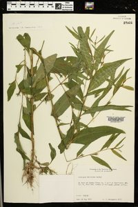 Ludwigia decurrens image