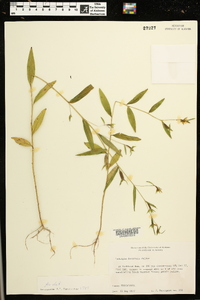 Ludwigia decurrens image