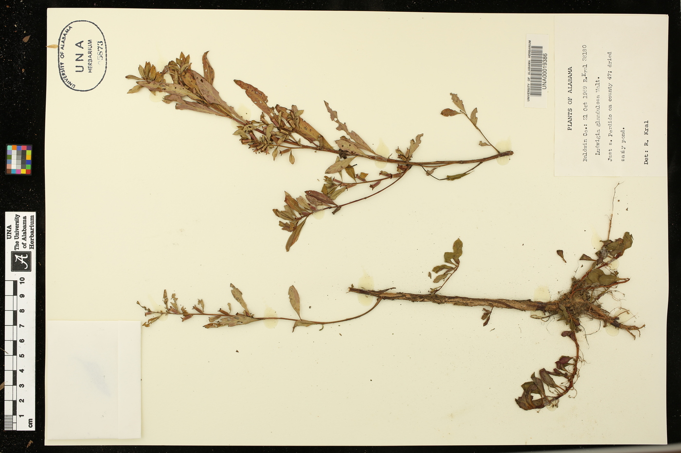 Ludwigia glandulosa image