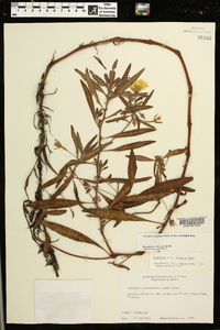 Ludwigia hexapetala image