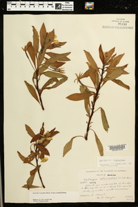 Ludwigia hexapetala image