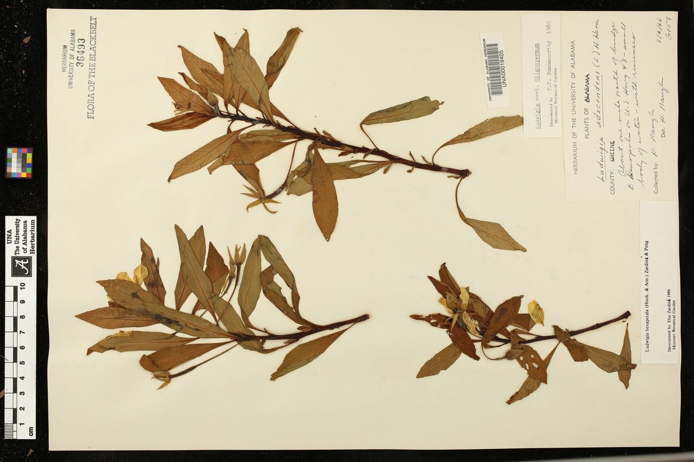 Ludwigia hexapetala image