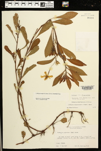 Ludwigia hexapetala image