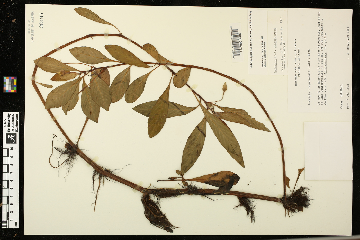 Ludwigia hexapetala image