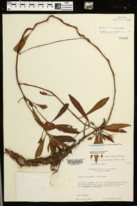 Ludwigia hexapetala image