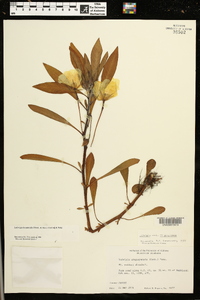 Ludwigia hexapetala image