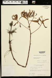 Ludwigia hexapetala image