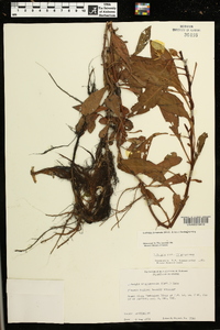 Ludwigia hexapetala image