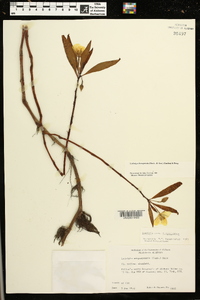 Ludwigia hexapetala image