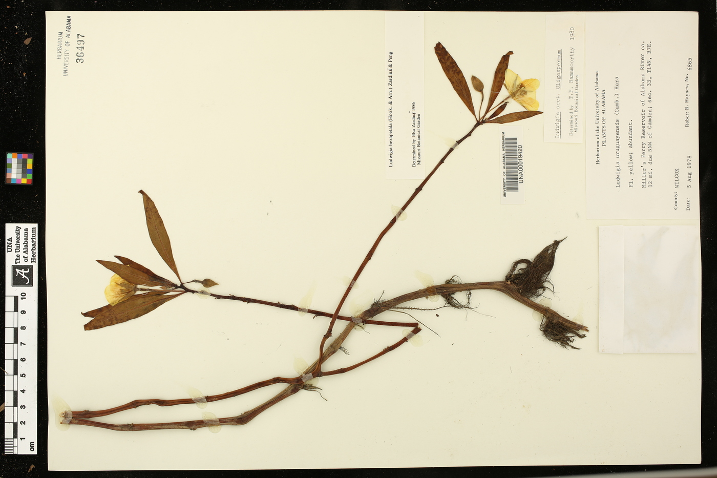 Ludwigia hexapetala image