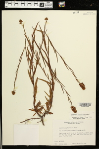 Ludwigia suffruticosa image